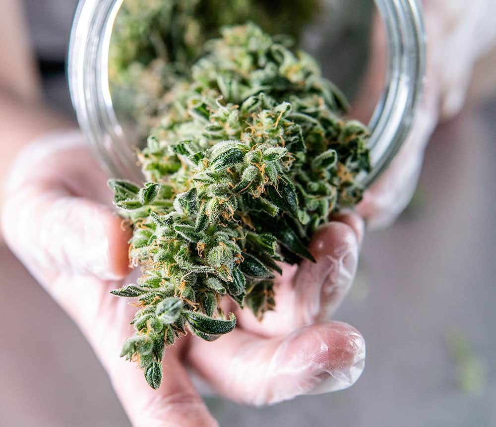 Cannabis flowers in Bronxville