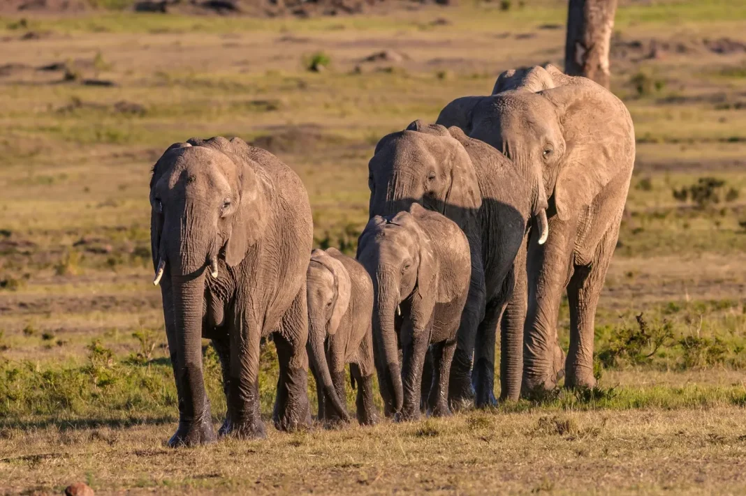  visit Kenya for a safari